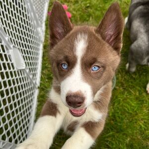 💕Like this listing to be notified when I go live💕